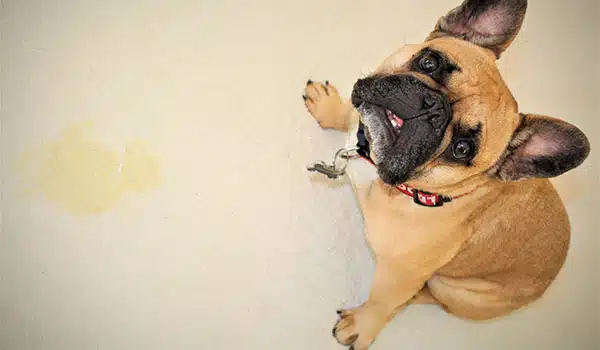 Spots, Stains, and Odor Removal
